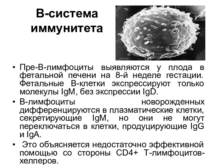 В-система иммунитета Пре-В-лимфоциты выявляются у плода в фетальной печени на