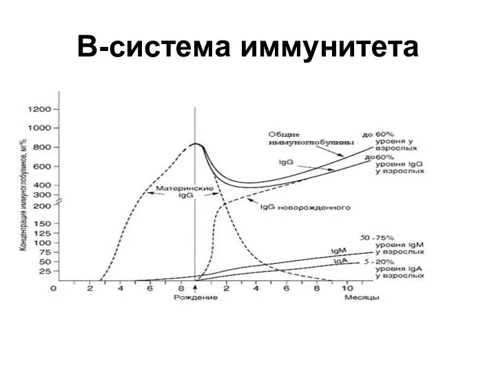 В-система иммунитета