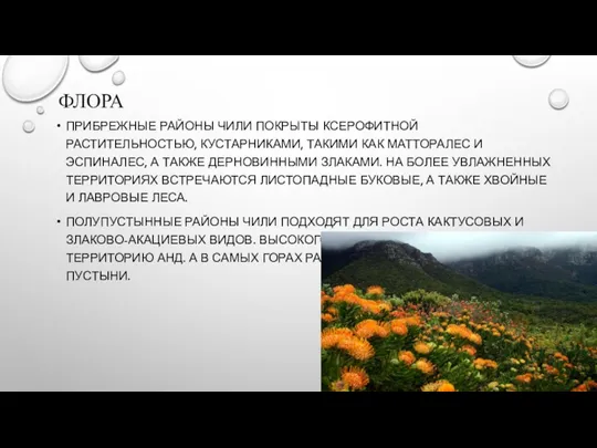 ФЛОРА ПРИБРЕЖНЫЕ РАЙОНЫ ЧИЛИ ПОКРЫТЫ КСЕРОФИТНОЙ РАСТИТЕЛЬНОСТЬЮ, КУСТАРНИКАМИ, ТАКИМИ КАК