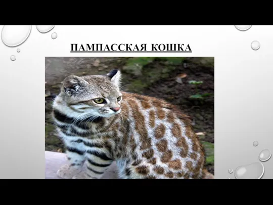 ПАМПАССКАЯ КОШКА