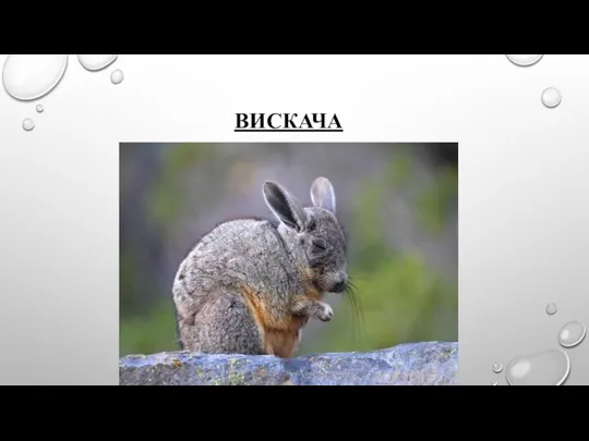 ВИСКАЧА