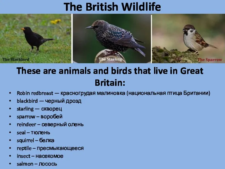 The British Wildlife These are animals and birds that live