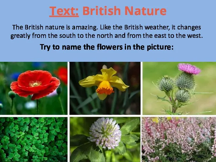 Text: British Nature The British nature is amazing. Like the