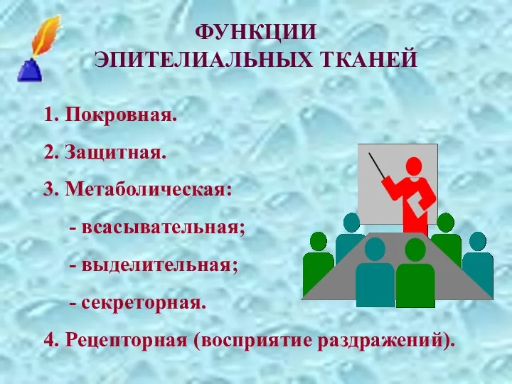 ФУНКЦИИ ЭПИТЕЛИАЛЬНЫХ ТКАНЕЙ 1. Покровная. 2. Защитная. 3. Метаболическая: -