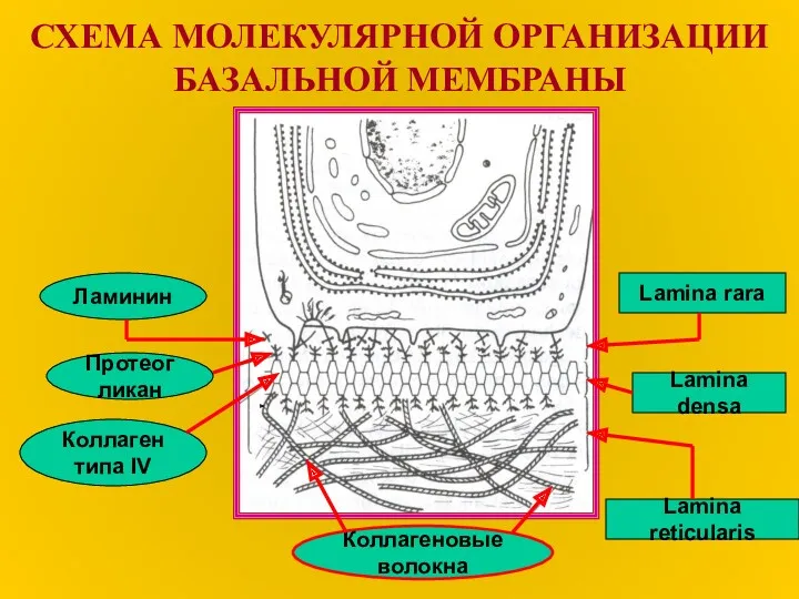 СХЕМА МОЛЕКУЛЯРНОЙ ОРГАНИЗАЦИИ БАЗАЛЬНОЙ МЕМБРАНЫ Ламинин Протеогликан Коллаген типа IV