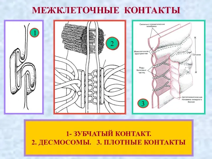 МЕЖКЛЕТОЧНЫЕ КОНТАКТЫ 1 2 3 1- ЗУБЧАТЫЙ КОНТАКТ. 2. ДЕСМОСОМЫ. 3. ПЛОТНЫЕ КОНТАКТЫ