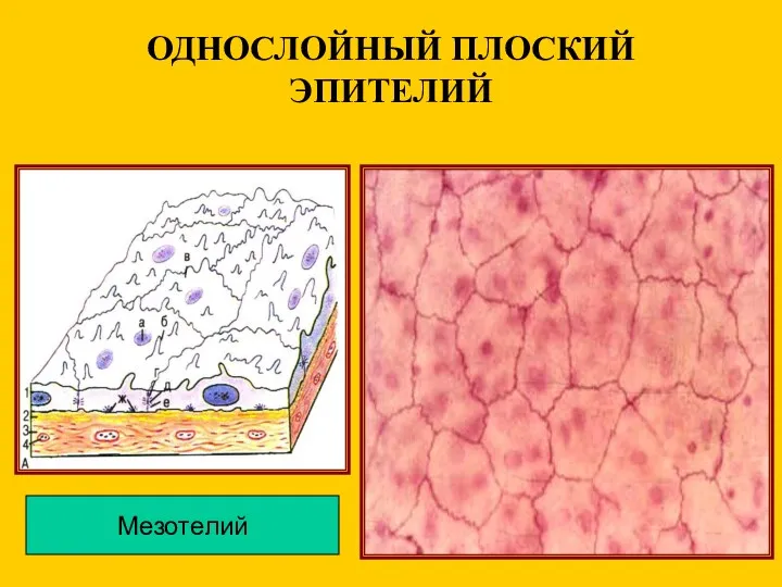 ОДНОСЛОЙНЫЙ ПЛОСКИЙ ЭПИТЕЛИЙ Мезотелий