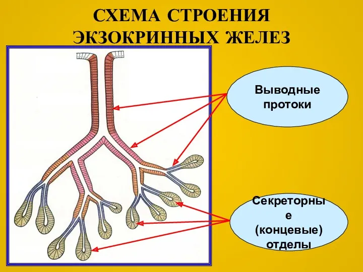 СХЕМА СТРОЕНИЯ ЭКЗОКРИННЫХ ЖЕЛЕЗ Выводные протоки Секреторные (концевые) отделы