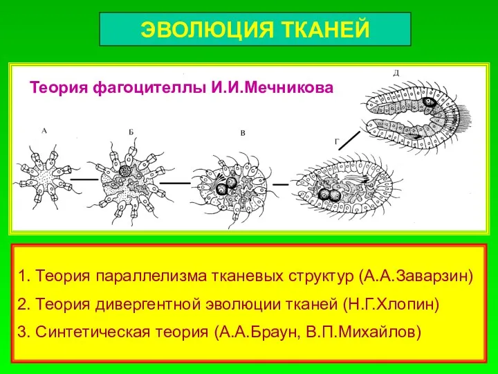 ЭВОЛЮЦИЯ ТКАНЕЙ Теория фагоцителлы И.И.Мечникова 1. Теория параллелизма тканевых структур