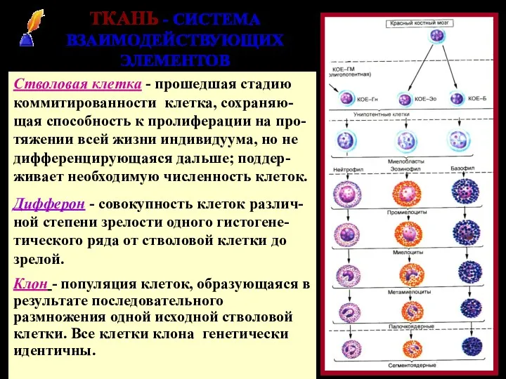 ТКАНЬ - СИСТЕМА ВЗАИМОДЕЙСТВУЮЩИХ ЭЛЕМЕНТОВ Стволовая клетка - прошедшая стадию