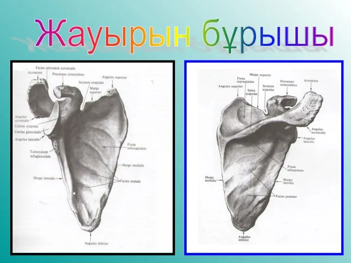 Жауырын бұрышы