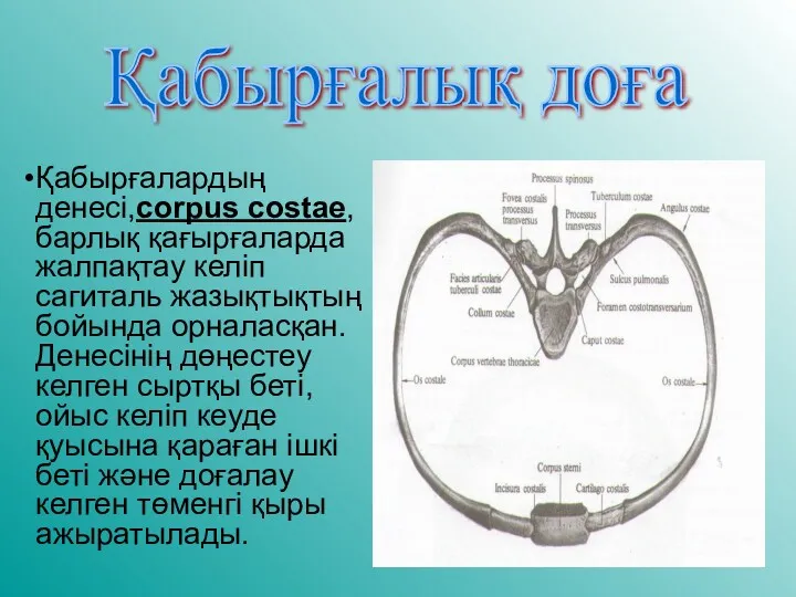 Қабырғалардың денесі,corpus costae, барлық қағырғаларда жалпақтау келіп сагиталь жазықтықтың бойында