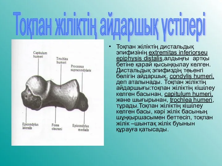 Тоқпан жіліктің айдаршық үстілері Тоқпан жіліктің дистальдық эпифизінің extremitas inferiorseu