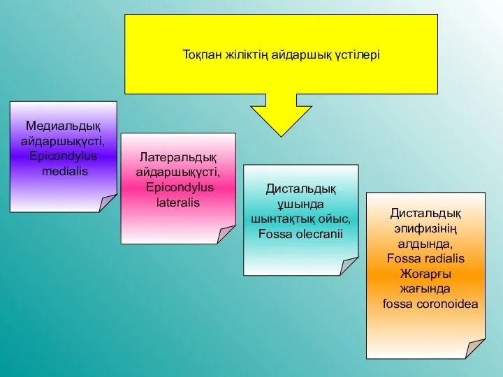 Тоқпан жіліктің айдаршық үстілері Медиальдық айдаршықүсті, Epicondylus medialis Латеральдық айдаршықүсті,