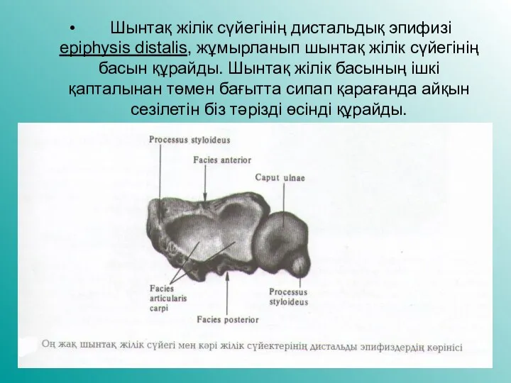 Шынтақ жілік сүйегінің дистальдық эпифизі epiphysis distalis, жұмырланып шынтақ жілік