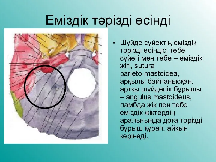 Еміздік тәрізді өсінді Шүйде сүйектің еміздік тәрізді өсіндісі төбе сүйегі