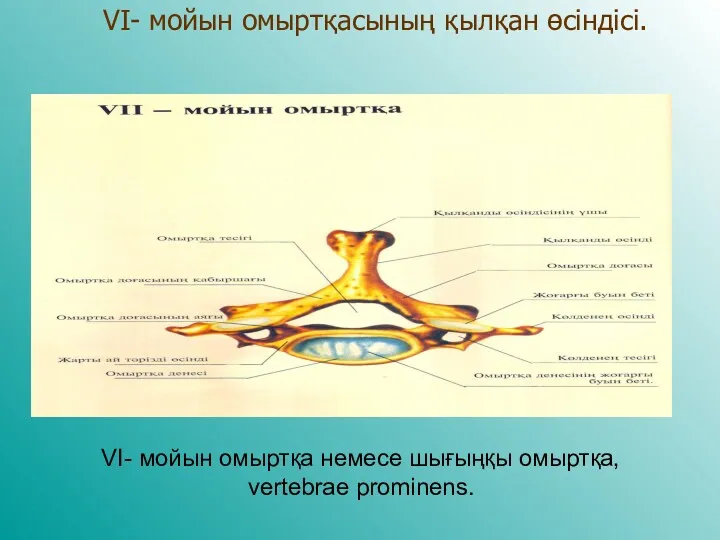 VI- мойын омыртқасының қылқан өсіндісі. VI- мойын омыртқа немесе шығыңқы омыртқа, vertebrae prominens.