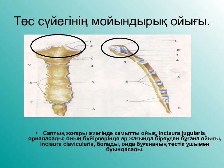 Төс сүйегінің мойындырық ойығы. Саптың жоғары жиегінде қамытты ойық, incisura