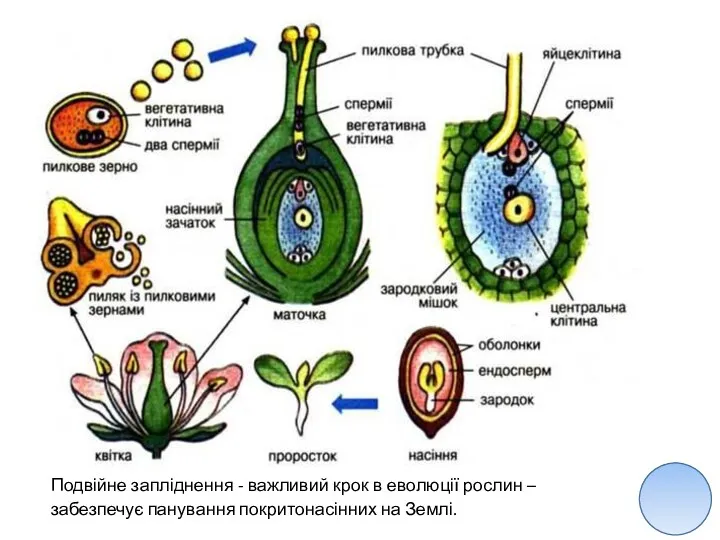 Подвійне запліднення - важливий крок в еволюції рослин – забезпечує панування покритонасінних на Землі.