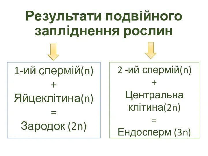 Результати подвійного запліднення рослин 1-ий спермій(n) + Яйцеклітина(n) = Зародок