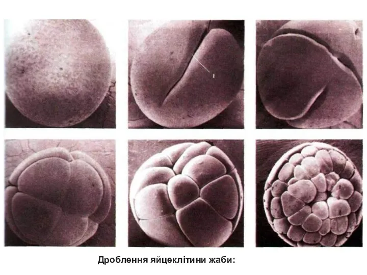 Дроблення яйцеклітини жаби: