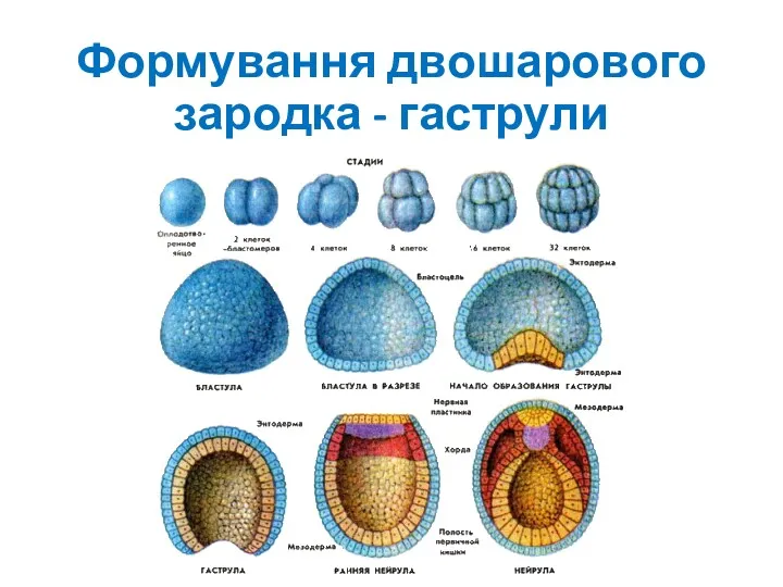 Формування двошарового зародка - гаструли