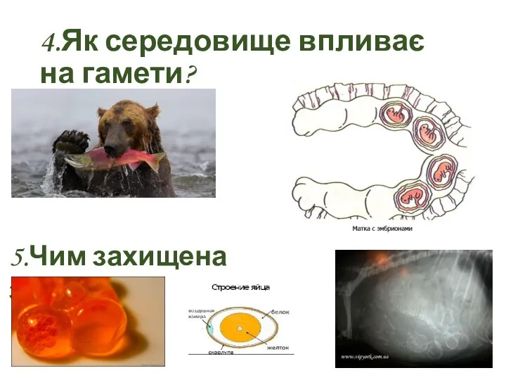 4.Як середовище впливає на гамети? 5.Чим захищена зигота ?