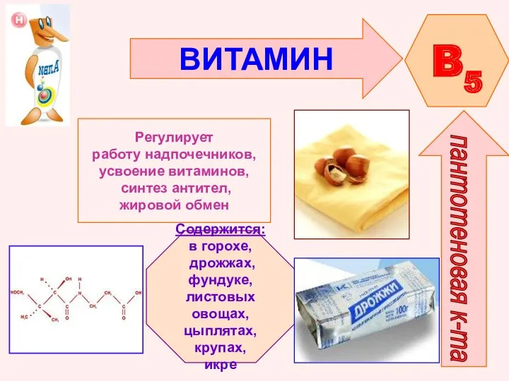 ВИТАМИН B5 пантотеновая к-та Регулирует работу надпочечников, усвоение витаминов, синтез антител, жировой обмен