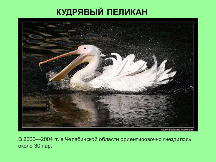 В 2000—2004 гг. в Челябинской области ориентировочно гнездилось около 30 пар. КУДРЯВЫЙ ПЕЛИКАН