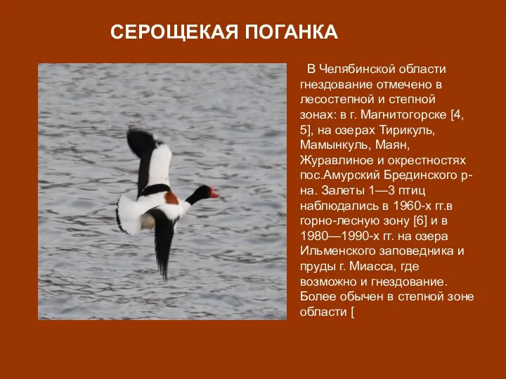 В Челябинской области гнездование отмечено в лесостепной и степной зонах: