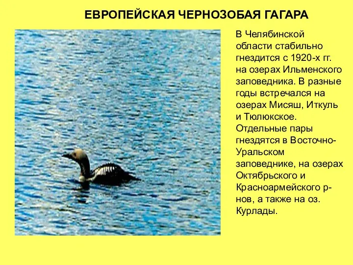 В Челябинской области стабильно гнездится с 1920-х гг. на озерах