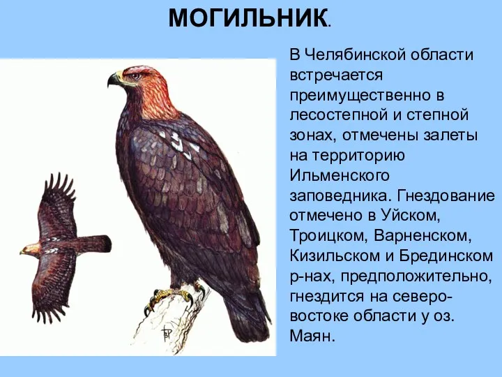 В Челябинской области встречается преимущественно в лесостепной и степной зонах,