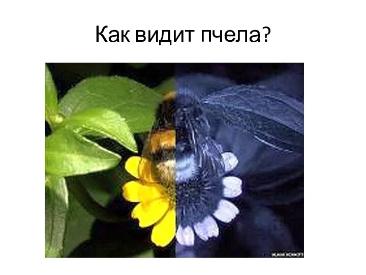 Как видит пчела?