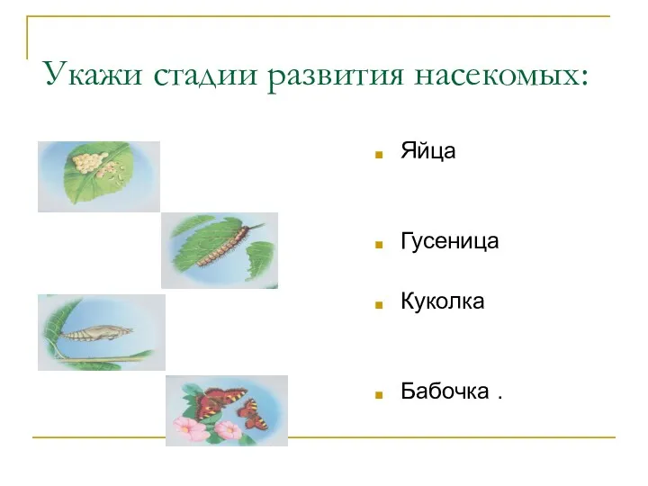 Укажи стадии развития насекомых: Яйца Гусеница Куколка Бабочка .