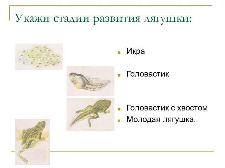 Укажи стадии развития лягушки: Икра Головастик Головастик с хвостом Молодая лягушка.