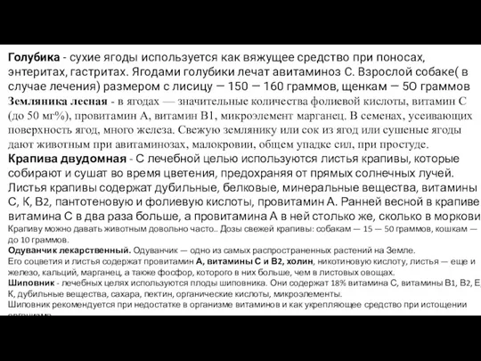 Голубика - сухие ягоды используется как вяжущее средство при поносах, энтеритах, гастритах. Ягодами