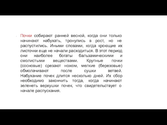 Почки собирают ранней весной, когда они только начинают набухать, тронулись в рост, но