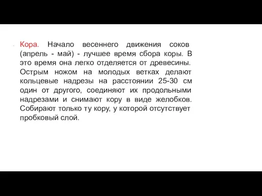 Кора. Начало весеннего движения соков (апрель - май) - лучшее время сбора коры.