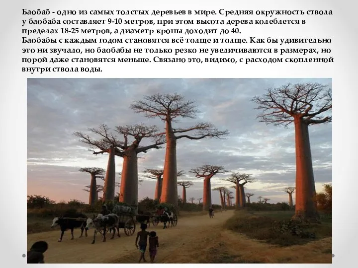 Баобаб - одно из самых толстых деревьев в мире. Средняя