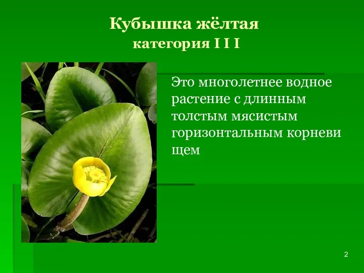 Кубышка жёлтая категория I I I Это многолетнее водное растение с длинным толстым мясистым горизонтальным корневищем