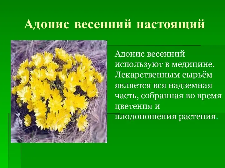 Адонис весенний настоящий Адонис весенний используют в медицине. Лекарственным сырьём