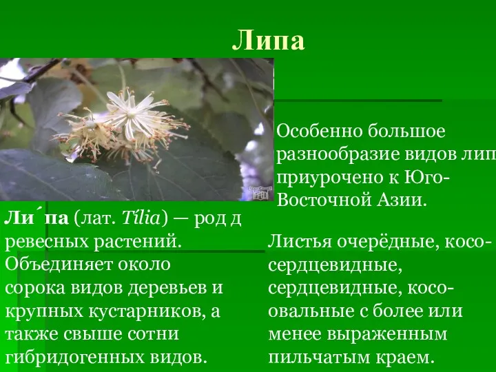 Липа Ли́па (лат. Tília) — род древесных растений. Объединяет около