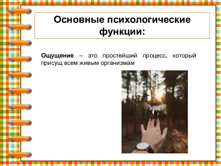 Основные психологические функции: Ощущение – это простейший процесс, который присущ всем живым организмам