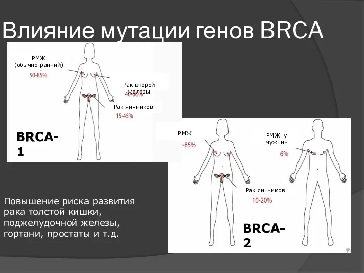 Влияние мутации генов BRCA Повышение риска развития рака толстой кишки, поджелудочной железы, гортани, простаты и т.д.