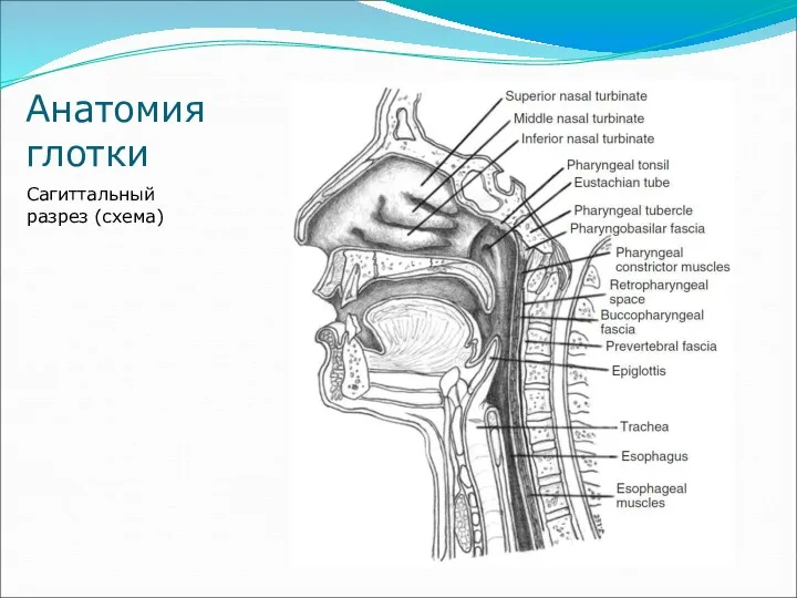 Анатомия глотки Сагиттальный разрез (схема)