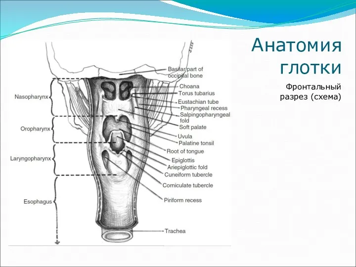 Анатомия глотки Фронтальный разрез (схема)