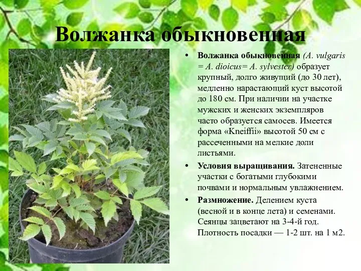 Волжанка обыкновенная Волжанка обыкновенная (A. vulgaris = A. dioicus= A.