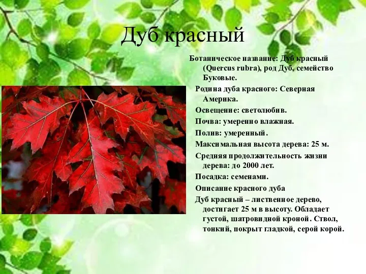 Дуб красный Ботаническое название: Дуб красный (Quercus rubra), род Дуб,