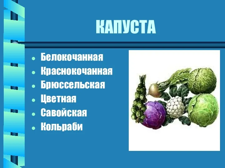 КАПУСТА Белокочанная Краснокочанная Брюссельская Цветная Савойская Кольраби