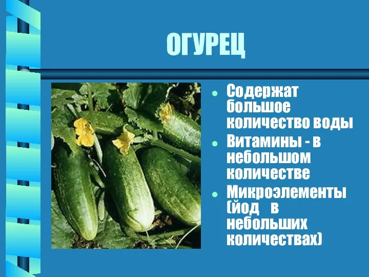 ОГУРЕЦ Содержат большое количество воды Витамины - в небольшом количестве Микроэлементы (йод в небольших количествах)